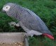 Appeal to find African grey parrot stolen from Warsash